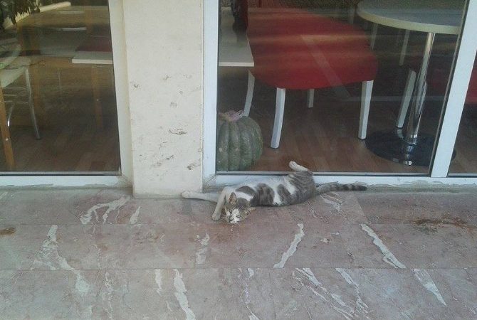 Aydın’da son günlerde etkili olan sıcaklıklar, hayvanları da olumsuz yönde