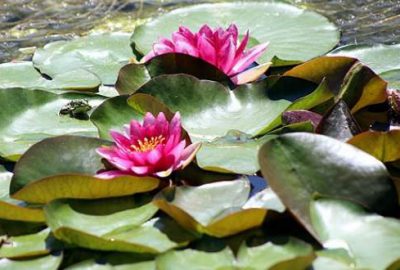 Nilüferi koparana 38 bin lira ceza