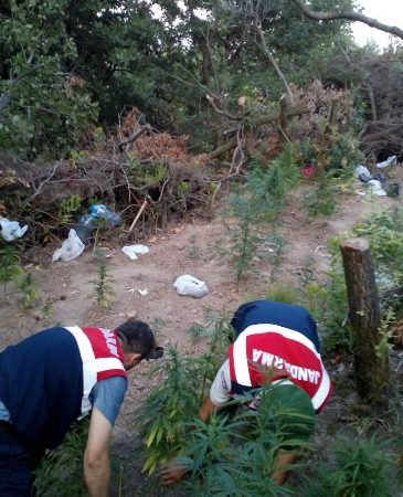 Kocaeli’nin İzmit ilçesinde Jandarma ekipleri tarafından bir kenevir tarlasına düzenlenen