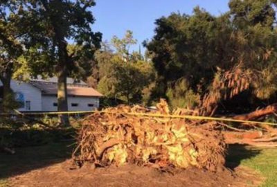 Çocukların üzerine ağaç devrildi: 8 yaralı
