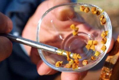 Keşfedilmemiş besin deposu ‘arı ekmeği’