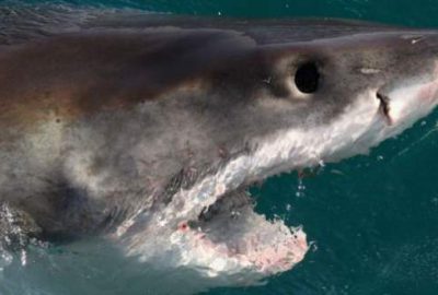 Yumrukla köpekbalığından kurtuldu