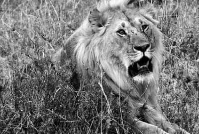 İkinci ‘kaçak aslan avı’ vakası