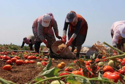 Domateste hasat dönemi