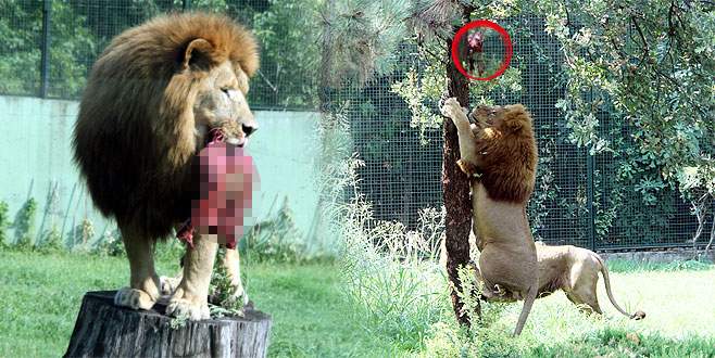 Bursa Zoo’da vahşi yaşamı aratmayan görüntüler
