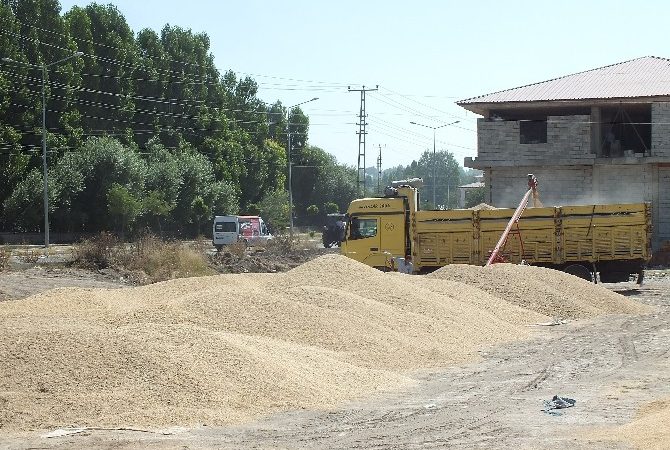 MUŞ (İHA) – Muş’un Malazgirt ilçesinde, Toprak Mahsulleri Ofisi (TMO)