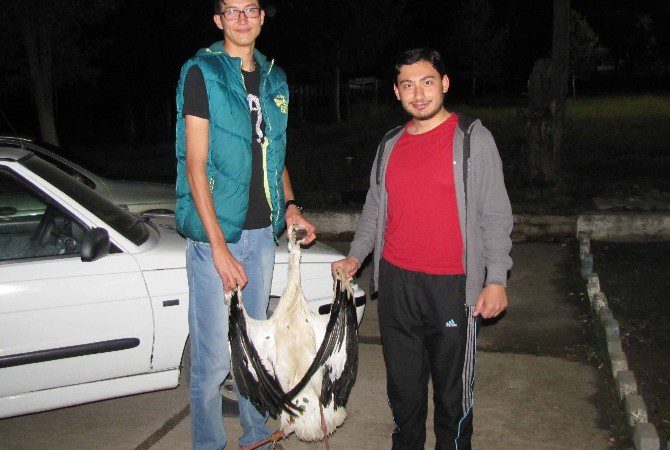 Kütahya’nın Hisarcık ilçesinde göç eden leyleklerin yüksek gerilim hatlarına çarpması
