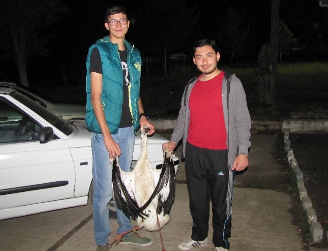 Göç Eden Leylekler, Hisarcık’ı 2 Saat Elektriksiz Bıraktı