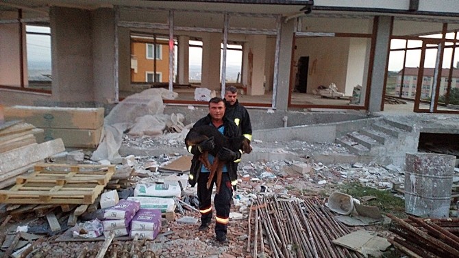 Çatıda Mahsur Kalan Köpeği İtfaiye Kurtardı