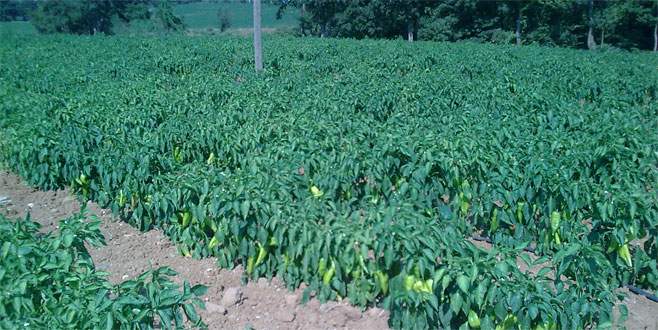 Biber tarlasında Hint keneviri