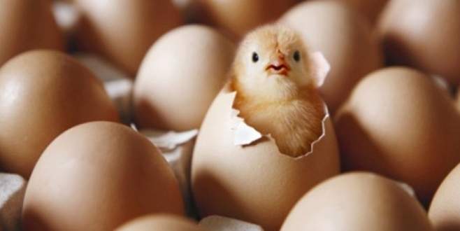 Yumurta sektörüne ‘kuş gribi’ faturası