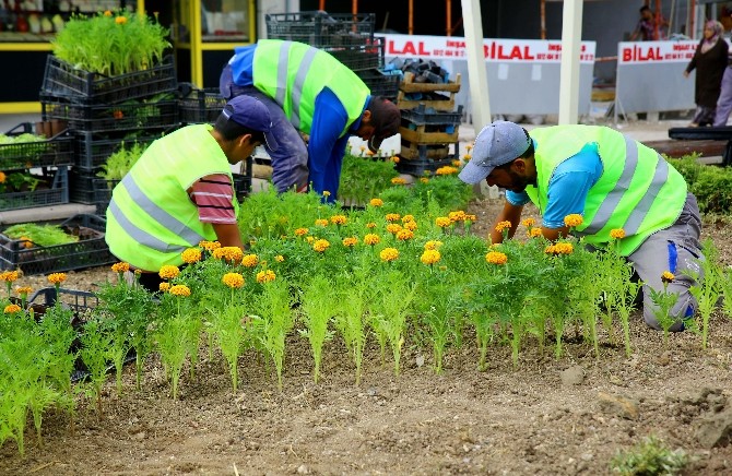 Gölbaşı Çiçeklerle Renkleniyor