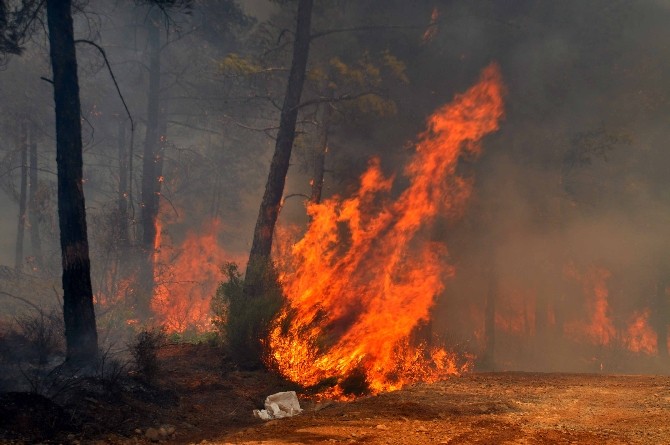 Köyceğiz’de Orman Yangını