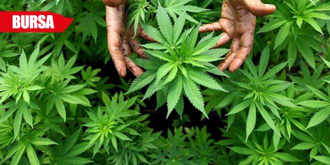 Terasında yetiştirdi, toplayamadan yakalandı