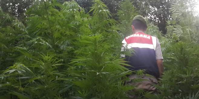 Bursa’da ormanda uyuşturucu operasyonu