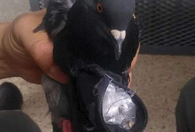 Güvercin tutuklandı