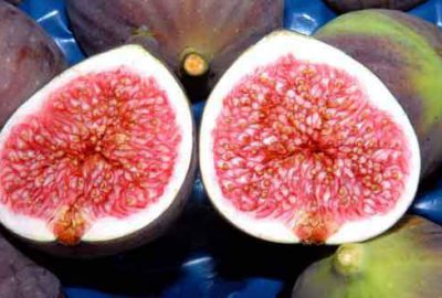 Siyah incir hasadı başlıyor