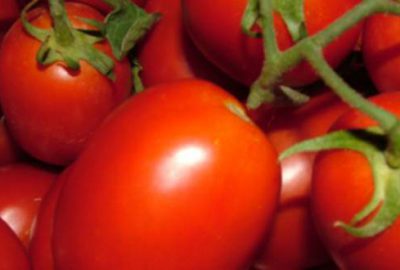 Domatesin fiyatı tarlada ‘ayağa düştü’