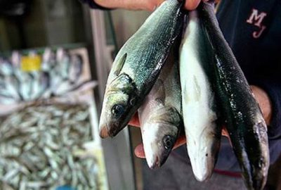 Levrek ve çipuraya vergi tehdidi