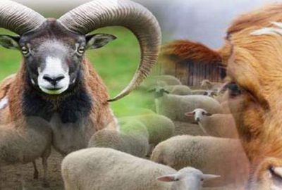 Kurban fiyatları açıklandı