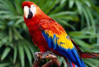 Küfreden papağana gözaltı!