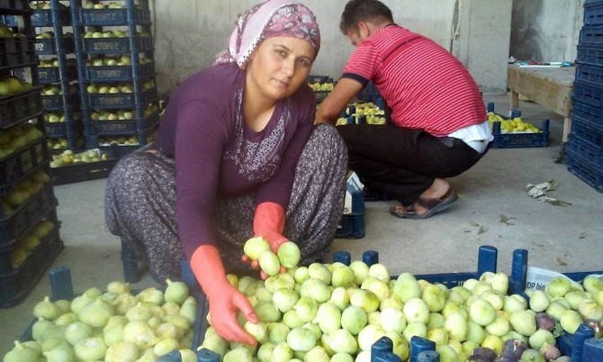 İncir, Üreticinin Yüzünü Güldürdü