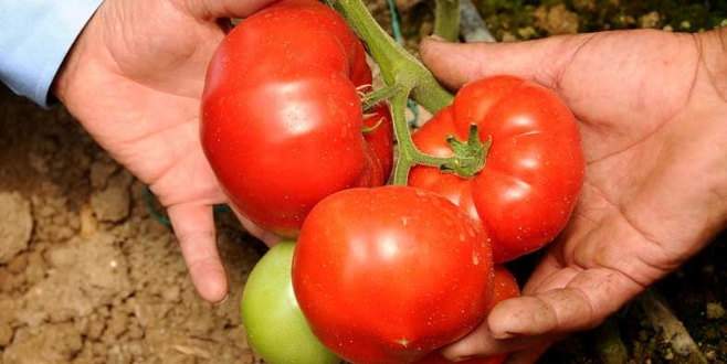 Bursalı domates üreticisinden ‘fiyat’ isyanı