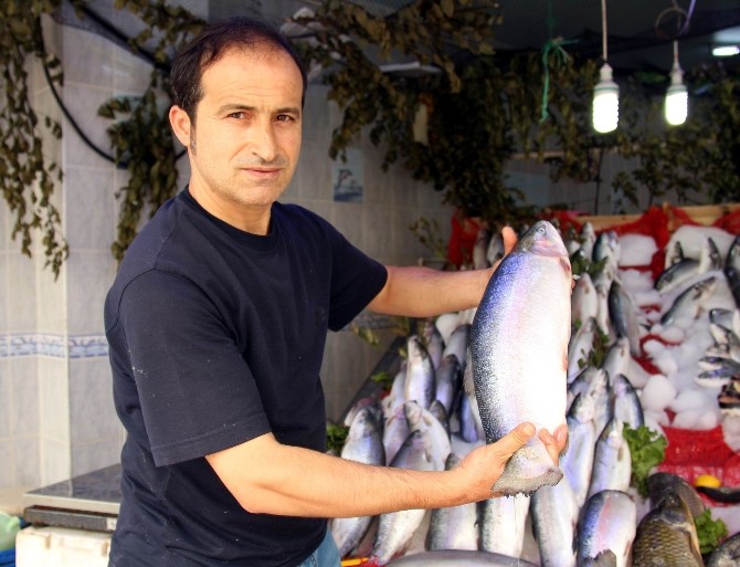 Samsunlu Balıkçıların Palamut Ve Hamsi Umudu