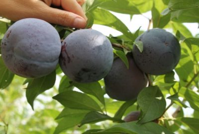 Yerli Türk Erik Cemre Dünya Pazarında