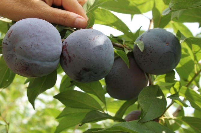 Yerli Türk Erik Cemre Dünya Pazarında Yerli Türk Erik Cemre Dünya Pazarında