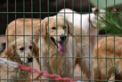 Yıldırım’da örnek barınak