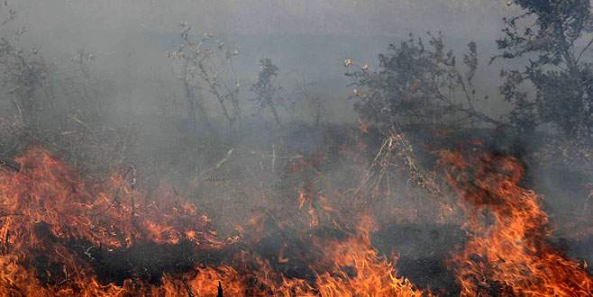 Gölyazı’da yangın: 30 dönümlük alan kül oldu