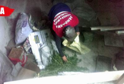 Ormanda kenevir yetiştirmiş!