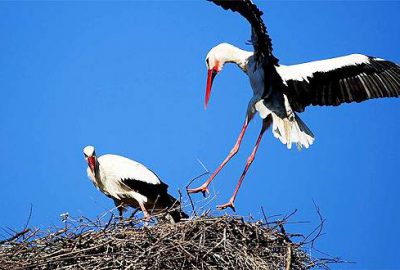 UEDAŞ’tan leyleklere özel yuva