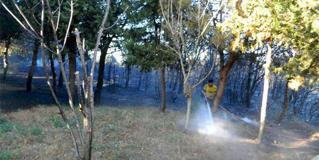 Mudanya’da orman yangını
