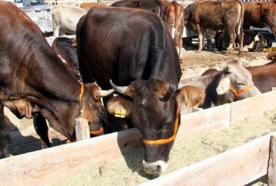 Bursa’da kurbanlıklar pazara çıktı