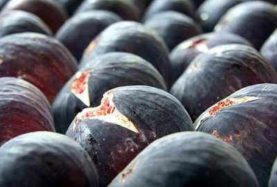 Kraliçe inciri tavan yaptı