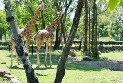 Bursa Hayvanat Bahçesi genişliyor