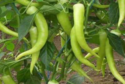 Yenişehir biber festivaline hazır