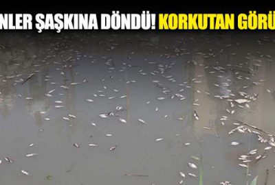 Binlerce balık sabah saatlerinde…