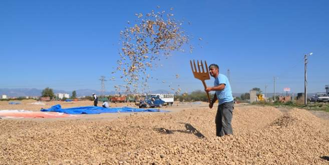 Yer fıstığı çiftçinin yüzünü güldürdü