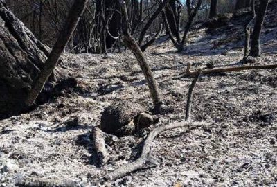 Yangın sonrası fotoğraflar yürek burktu