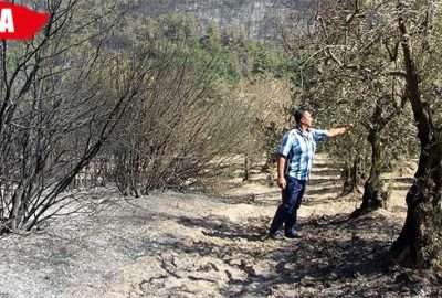 Yüzlerce meyve ağacı küle döndü