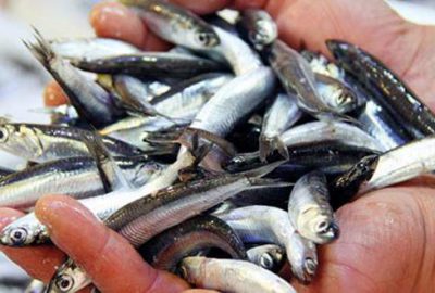 İlk hamsinin kilo fiyatı ne olacak?