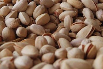 Antep fıstığı üretiminde yüzde 80 artış bekleniyor