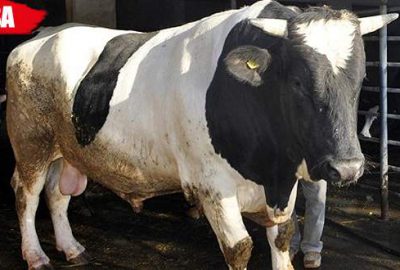 Boğa timleri bayrama hazır!