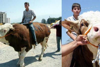 1,5 tonluk boğalara yoğun ilgi