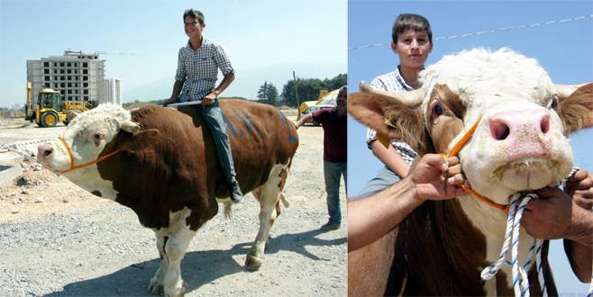 1,5 tonluk boğalara yoğun ilgi