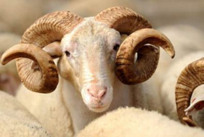 Kurbanlık seçerken nelere dikkat edilmeli?