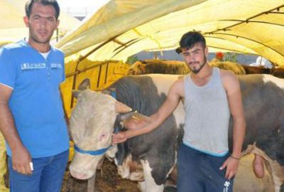 Kurbanlıkların fiyatı ikinci el otomobillerle yarışıyor